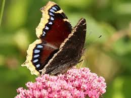 Nymphalis antiopa, known as the mourning cloak in north america and the camberwell beauty in britain, is a large butterfly native to eurasia and north america. Mourning Cloak