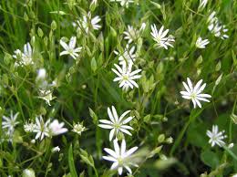 Image result for Stellaria sennii