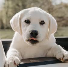 Snowy Pines White Labradors Home Facebook