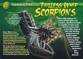 We did not find results for: Tailless Whip Scorpion Weird N Wild Creatures Wiki Fandom