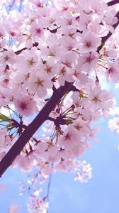 Spring Flowers Wallpaper High Resolution For Iphone Wallpaper On Hupages Com If You L Flower Iphone Wallpaper Cherry Blossom Wallpaper Iphone 6 Plus Wallpaper