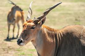 Did you scroll all this way to get facts about african animal horns? 22 African Horned Deer Species Grandeur Aristocracy Rhino Rest
