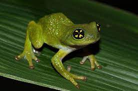 Nel 2020 lancia il corto animato autobiografico frog life, in cui ripercorre i momenti più significativi della sua. Il Bagnetto Della Ranocchia In Un Tappo Oltre 5 Milioni Di Visualizzazioni Petnews24