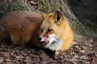 Hungry Fox Photograph by Paulette Thomas - Pixels