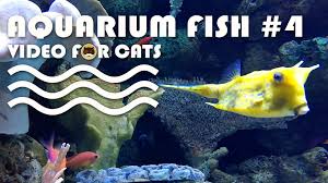 Fish Video For Cats Aquarium Fish 4 Entertainment Video For Cats To Watch More Videos For Cats Www Tvbini Com
