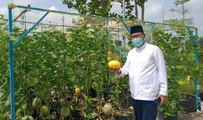 Bercocok tanam, bercocok tanam di rumah, cara gampang bercocok tanam. Stay At Home Manfaatkan Hari Untuk Bercocok Tanam