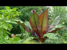 Image result for Ensete ventricosum