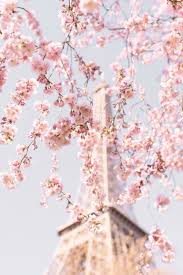 Fotografia De Paris Accolade Flores De Cerezo En La Torre Eiffel Primavera En Paris Paris Pastel Pink Aesthetic Cherry Blossom Wallpaper Paris Art Print