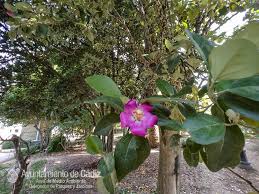 Image result for Lagunaria patersonia