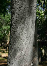 Image result for Ptaeroxylon obliquum