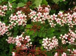 Image result for Bauhinia bowkeri