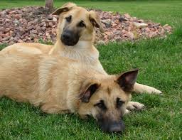 The breed is known for a very dense double coat that is either smooth or rough. Life Span Of Chow Chow