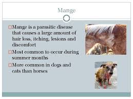 This weather causes a specific species of bacterium to proliferate and colonize weak areas in your horse's skin. Equine Skin Diseases What Is A Disease Definition