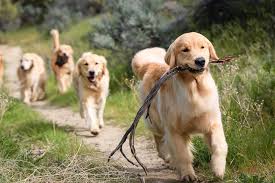 He has a excelent personality and has a dark red background. Tamarack Goldens Home Of Champions