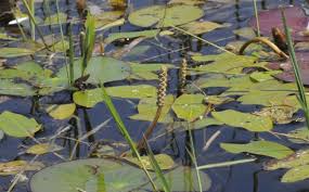 Image result for Potamogeton nodosus