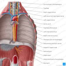 Image result for esophagus