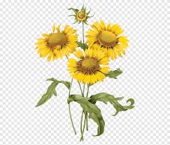 Ribuan sumber daya vektor bunga matahari baru ditambahkan setiap hari. Ilustrasi Bunga Matahari Poster Pakaian Bunga Antik Bunga Matahari Merangkai Bunga Bunga Matahari Png Pngegg