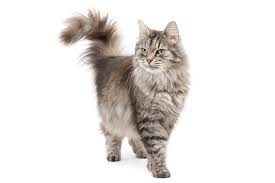 When a cats tail is vertical in the air with the inevitable question mark, they are happy and relaxed in their environment. Cat Tail Wagging The Meaning Of Your Cat S Different Tail Wags Catster