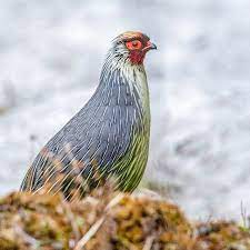 Sikkim's land has abundant birdlife with more than 550 species constituting around 30% of all the birds. Aseem Kothiala On Twitter Blood Pheasant Ithaginis Cruentus Is The State Bird Of Sikkim India Bloodpheasant Happysclick Birds Birding