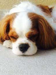 Maybe you would like to learn more about one of these? Dog Cavalier King Charles Spaniel Cute Adorable Joy Sleeping Pikist