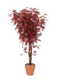 Acquista online √ piante √ alberi √ bonsai √ concimi √ semi √ piante carnivore √ piante grasse. Acero Come Piantare Coltivare Curare E Potare L Albero Sacro Amato Dai Celti Greenme