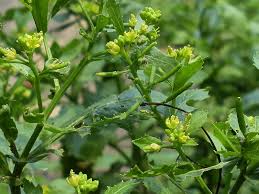 Image result for Rorippa