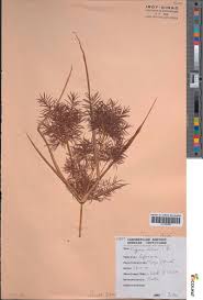 Image result for Cyperus distans