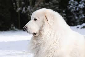 Great Pyrenees Dog Breed Information