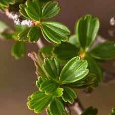 Image result for Myrothamnaceae