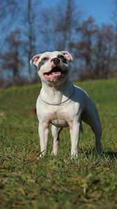 Staffordshire Boga Korkunc Beyaz Staffordshire Boga Korkunc Mavi Staffordshire Boga Korkunc Kopek Boga Korkunc Bulteryer Cinsi Kopek Staffordshire Boga Gurescisi Alaca Kopek Sampiyonu Sbt Staffy Pikist