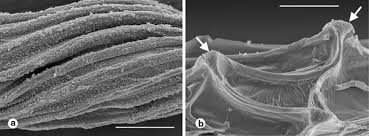 Image result for Rhipidoglossum densiflorum