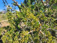 Image result for Gymnosporia heterophylla