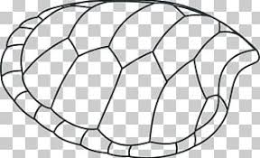 See every possible detail you are able to notice. Turtle Shell Drawing Painted Turtle Reptile Png Clipart Area Ball Black And White Circle Diagram Free Png Download