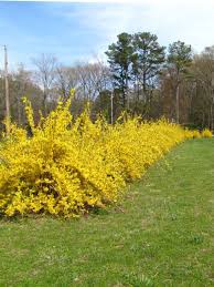 Early Spring Fast Growing Evergreens Fast Growing Shrubs Growing Shrubs