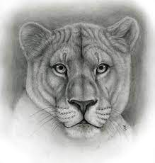 You can edit any of drawings via our online image editor before downloading. 50 Professional Photo Realistic Animal Drawings