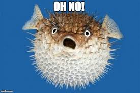 Puffer Fish Meme Generator Imgflip Fish Puffer Fish Blowfish