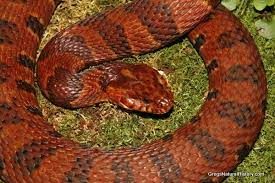 Midland Water Snake Red Phase Jpg 600 400 Pixels Snake Poisonous Snakes Viper Snake