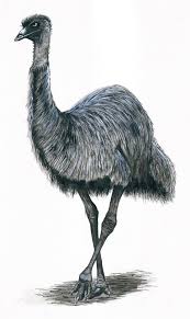 Emu Drawing Or Tattoo Cartoon Animals In Aboriginal Art Emu Drawing Chest Tattoo Animal Mum Tattoo Small Bird Tattoos