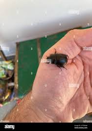 Image result for Pentodon