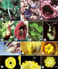Image result for Aristolochia heppii