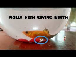 Molly Fish Giving Birth In Tamil Food For Molly Baby Fry New Born Molly Feed And Care Mollyfish Youtube
