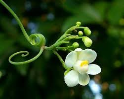 Image result for Cardiospermum