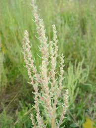 Image result for Suaeda plumosa