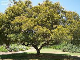 Image result for Peltophorum africanum