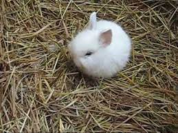 Japaner kaninchen (6) kaninchen rammler (66) kaninchen weibchen (45) löwenkopf kaninchen (40) nhd kaninchen (13) rex von den hanfthaler zwergen suchen hübsche zwergkaninchen babys ein neues zuhause. 5 Kaninchen Bunny Baby S 2 3 Wochen Alt Youtube