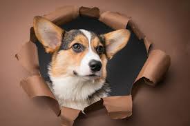 How to stop corgi biting and nipping. Dog Influencers Take Over Instagram After Pandemic Puppy Boom Bloomberg