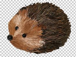 How to draw ferret for kids? Domesticated Hedgehog Echidna Porcupine European Hedgehog Png Clipart Animals Domesticated Hedgehog Domestication Draw Drawing Free Png