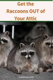 Raccoons In Your Attic Here S How To Get Rid Of Them Quiet Shade In 2020 Raccoon Getting Rid Of Raccoons Attic