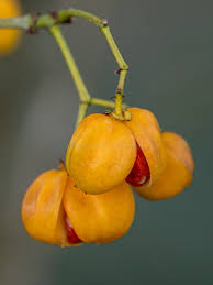 Image result for Myrianthus