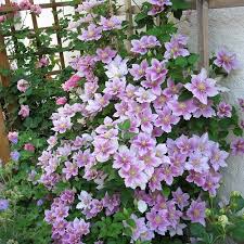 Two sets of flowers grace this stellar performer. Clematis Piilu Online Kaufen Clematisonline De